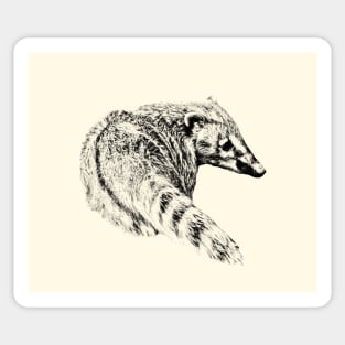 Coati Sticker